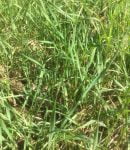 Le chiendent, une "mauvaise herbe" coriace... Chiendent, une mauvaise herbe tenace