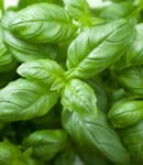 Basilic : culture, récolte et utilisations au jardin Culture du basilic