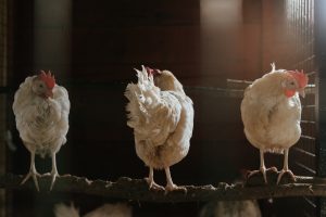 Poules, fournisseuses officielles de fientes pour le potager bio