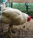Fientes de poules au potager : guide complet pour bien les utiliser Fientes-poules-jardin-permaculture