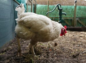 Fientes-poules-jardin-permaculture