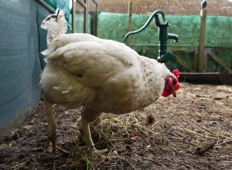 Fientes-poules-jardin-permaculture