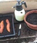 Comment cultiver la patate douce au jardin (germination, plantation, récolte) Cultiver patate douce