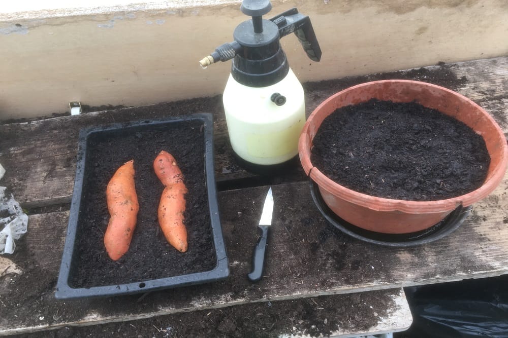 Cultiver patate douce