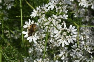 La coriandre attire les pollinisateurs
