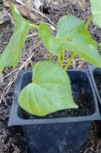 Bouture de patate douce