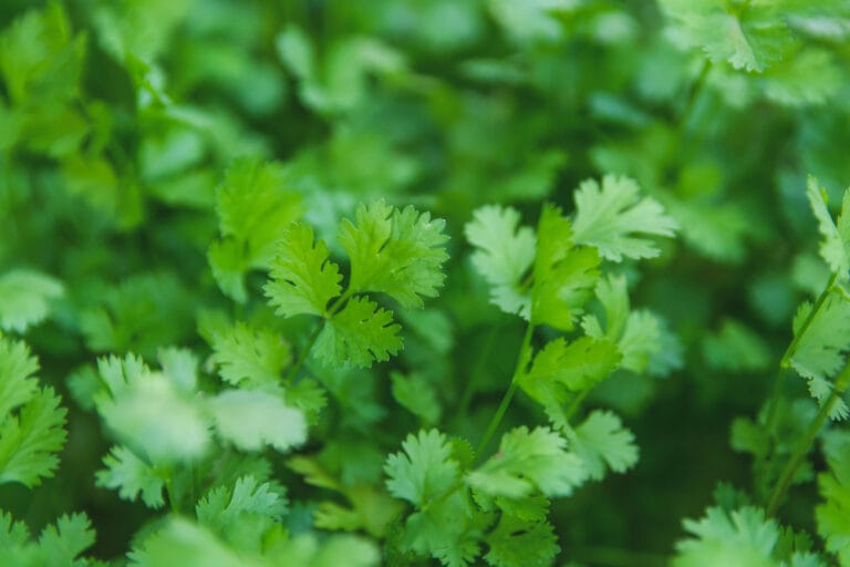 Culture de coriandre au jardin d'aromates