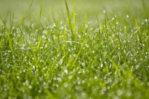 Evitez de tondre lorsque l'herbe est humide.