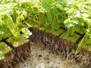Plants de persil ayant végété en pépinière