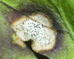 Septoriose