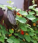 Capucine, une plante aux multiples facettes Capucine, culture, utilisations...