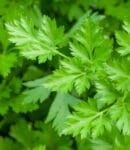 Persil au potager : réussir le semis, la culture et la récolte culture de persil au jardin aromatique
