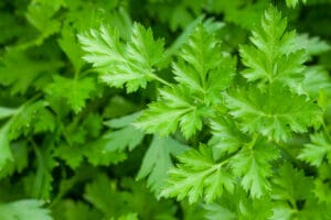 culture de persil au jardin aromatique