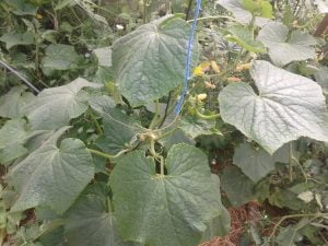 plant de concombre Rollison's Telegaph