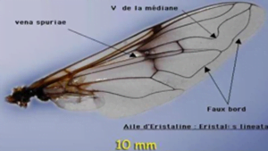 Syrphe - anatomie