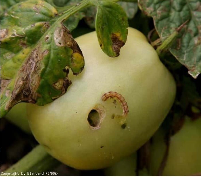 Noctuelle de la tomate