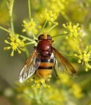 Les syrphes, des auxiliaires précieux pour la jardinier syrphe