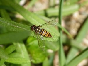 syrphes, ailes déployées