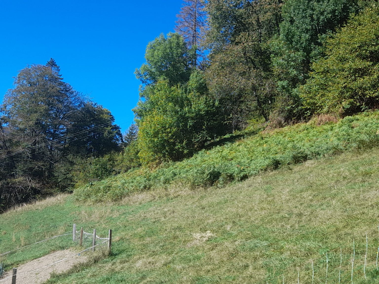 Fougères en permaculture paillage, purin, limaces — free download