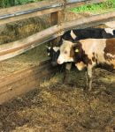 Utiliser le fumier de vache au jardin Fumier de vache pour amendement jardin permaculture