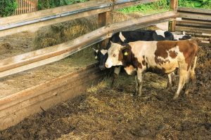 Fumier de vache pour amendement jardin