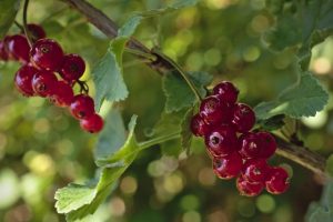 Groseillier à grappe - fruits rouges