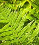 Les fougères au jardin en permaculture Fougères