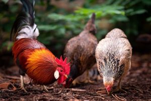 Poules nettoyant le potager