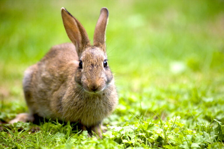 Les lapins peuvent engendrer des dégâts au jardin