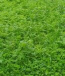 Comment apporter de l'azote aux plantes ? L'azote est un élément indispensable pour le développement des plantes