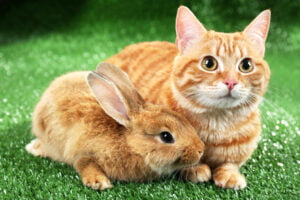 Les chats aiment les lapins....