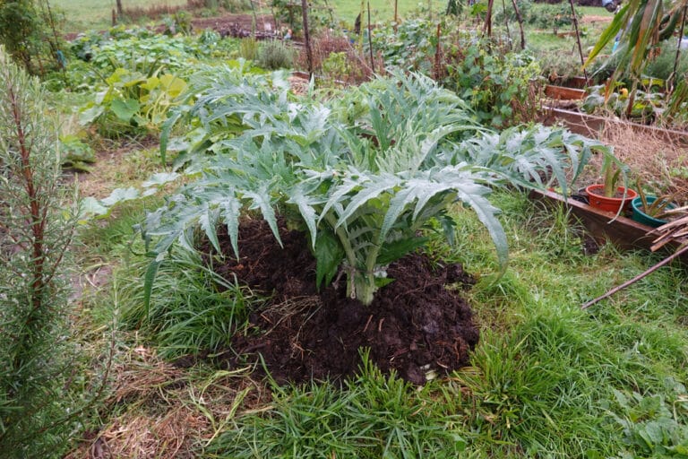 Culture d'artichaut dans un jardin en permaculture
