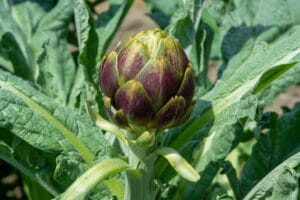 artichaut prêt à récolter au potager bio.