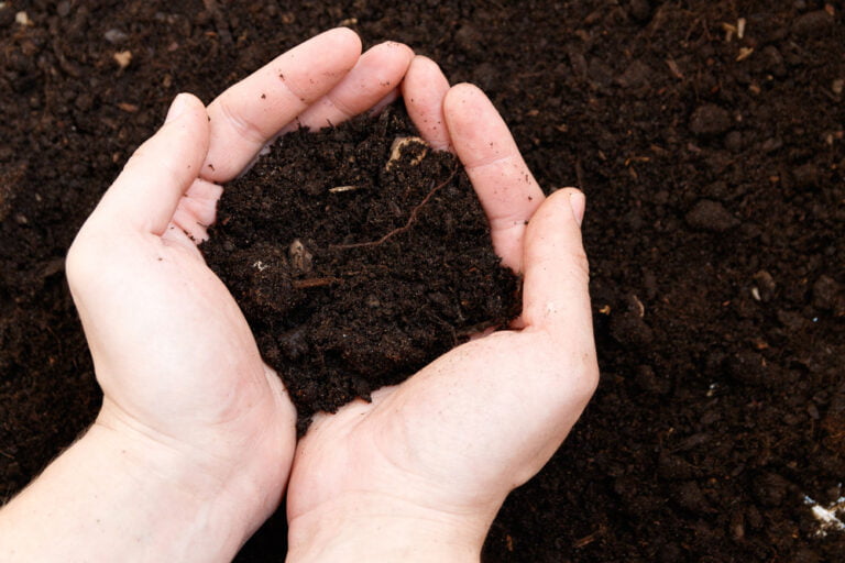 Apports potager printemps