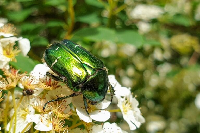 cétoine dorée (Cetonia aurata) sur fleur de jardin