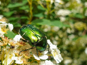 cétoine dorée (Cetonia aurata) sur fleur de jardin