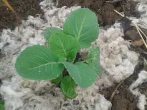 Plant de chou entouré de laine de chèvre angora comme protection contre les limaces