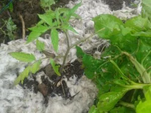 limace sur plant de tomate malgré barrière laine.