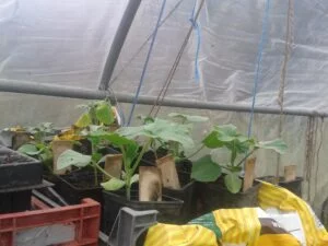 Plants de légumes placés sur des planches suspendues... en protection des limaces