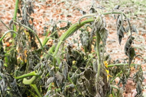 Les saints de Glace ont eu raison de ce plant de tomate