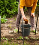 Un engrais liquide fait maison avec du marc de café Engrais liquide maison préparé avec marc de café pour plantes en pot ou au jardin bio