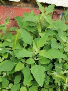 Chénopode à feuilles de figuier