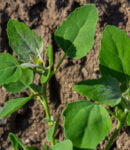 Le Chénopode Blanc : Une Plante Sauvage aux Multiples Vertus Chénopode blanc (Chenopodium Album)
