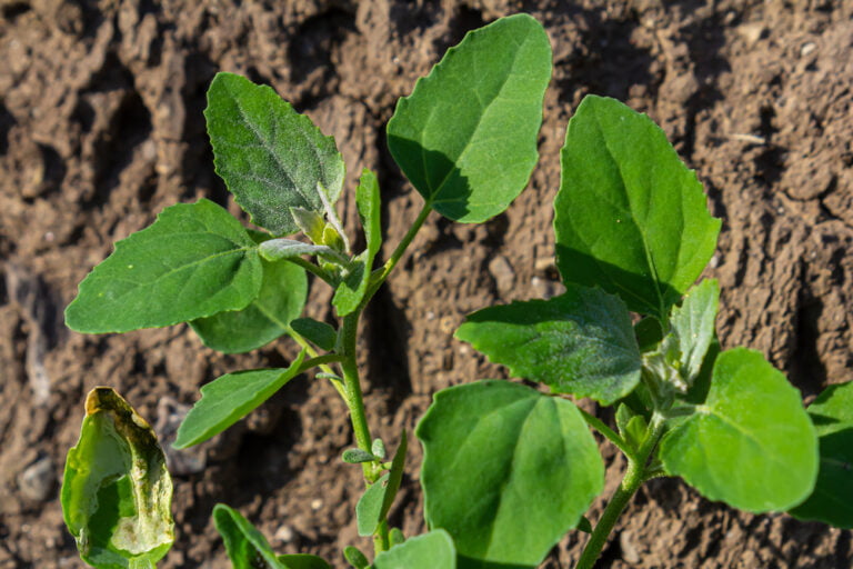 Chénopode blanc (Chenopodium Album)