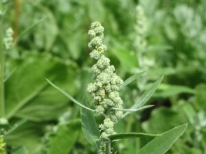 Floraison de chénopode blanc