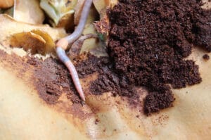 Le marc de café est-il bon pour la fertilité des sols ?