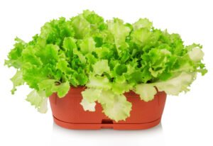 Culture de laitues en pots