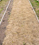 Comment pailler son potager en automne ? Pailler le potager en automne
