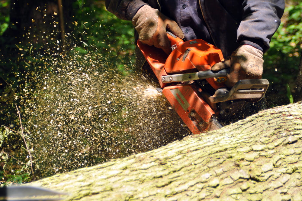 Sciure de Bois au Jardin Avantages et Précautions d'emploi — free download