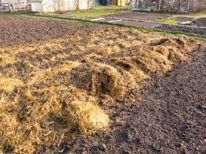 Fumier de mouton potager permacole